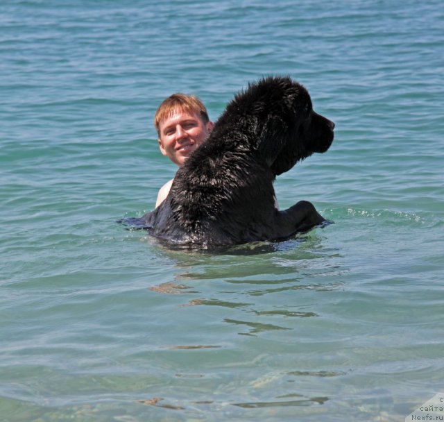 Фото: ньюфаундленд Ark Veles (Арк Велес)