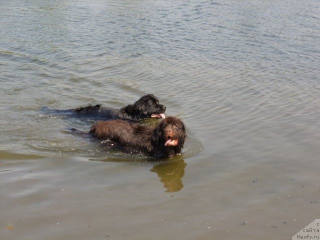Фото: ньюфаундленд CHernyiy SHarm Amber Best Dog FO Marleon (Черный Шарм Амбер Бест Дог ФО Марлеон), ньюфаундленд Jozefina Ledi Prekrasnaya (Жозефина Леди Прекрасная)