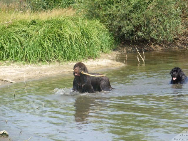 Фото: ньюфаундленд CHernyiy SHarm Amber Best Dog FO Marleon (Черный Шарм Амбер Бест Дог ФО Марлеон), ньюфаундленд Jozefina Ledi Prekrasnaya (Жозефина Леди Прекрасная)