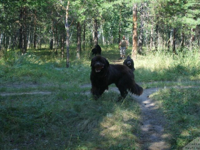 Фото: ньюфаундленд CHernyiy SHarm Amber Best Dog FO Marleon (Черный Шарм Амбер Бест Дог ФО Марлеон)