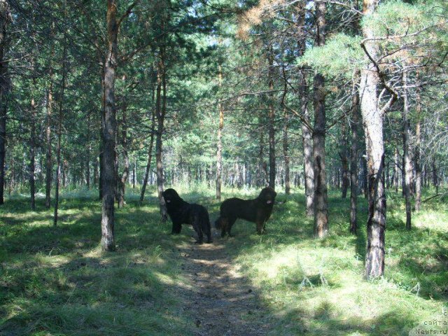 Фото: ньюфаундленд Jozefina Ledi Prekrasnaya (Жозефина Леди Прекрасная), ньюфаундленд CHernyiy SHarm Amber Best Dog FO Marleon (Черный Шарм Амбер Бест Дог ФО Марлеон)