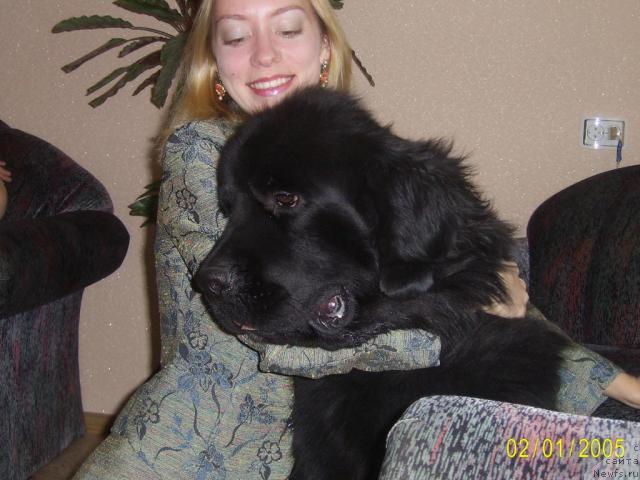 Фото: ньюфаундленд Smigar Nemo Uayt Si (Смигар Немо Уайт Си)