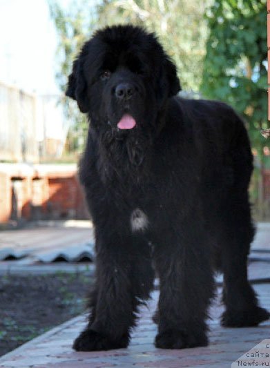 Фото: ньюфаундленд Ark Veles (Арк Велес)