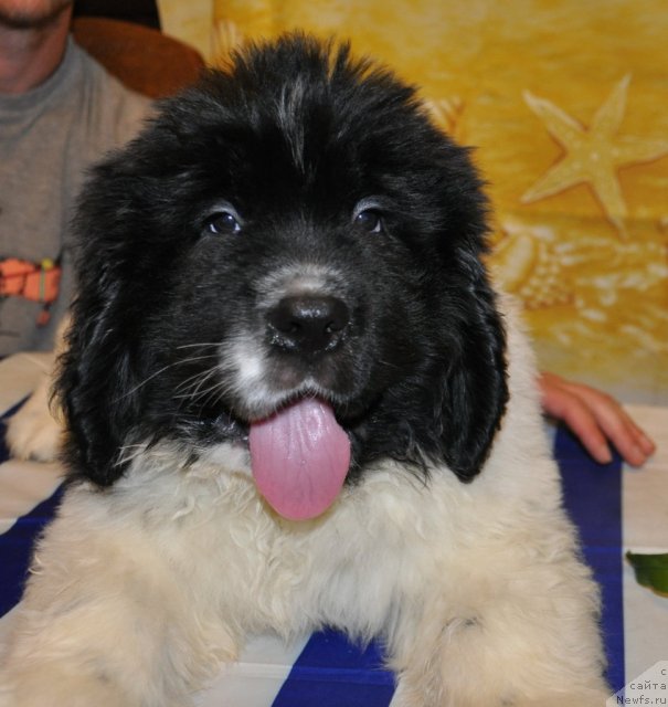 Фото: ньюфаундленд Kara Aular Bolto (Кара Аюлар Болто)