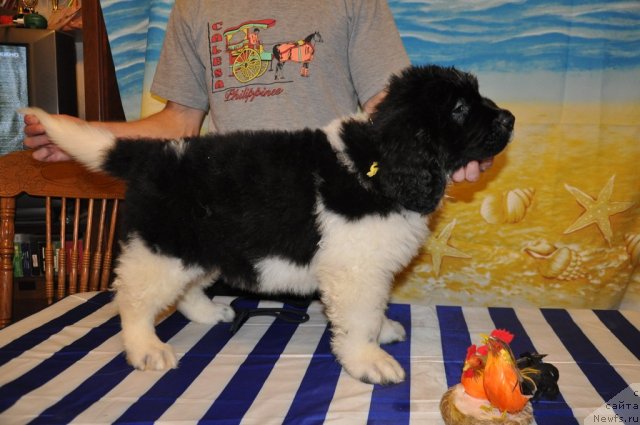 Фото: Кара Аюлар Баронесса Симпатико