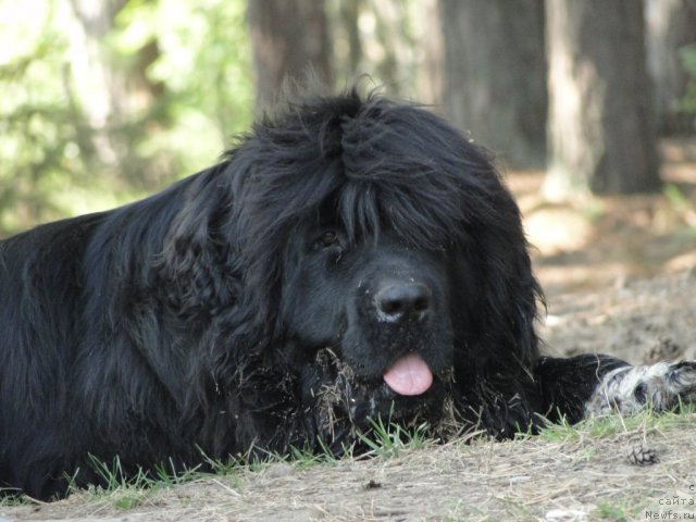 Фото: ньюфаундленд Blestyaschaya Brina (Блестящая Брина)