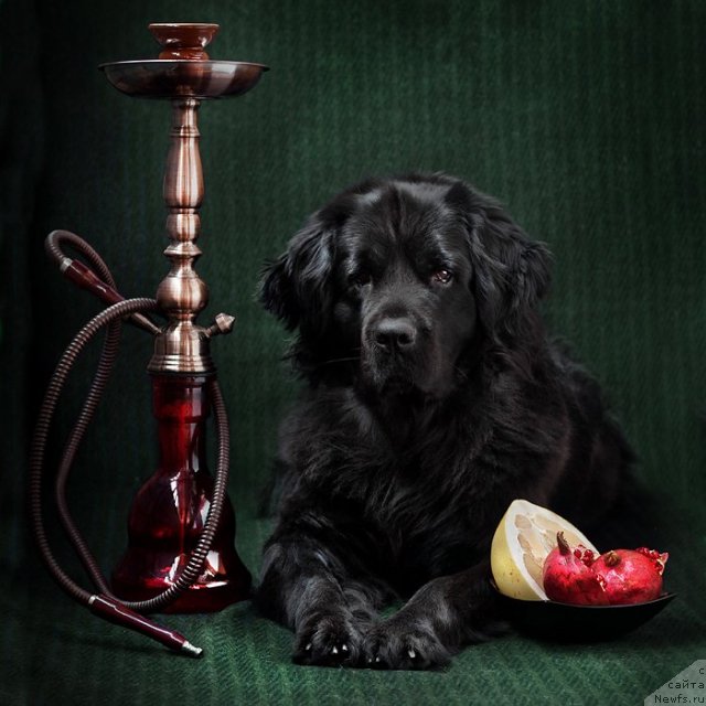 Фото: ньюфаундленд Zvezda Udachi ot Marleon Dusvik (Звезда Удачи от Марлеон Дусвик)