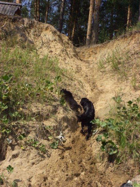 Фото: ньюфаундленд Baryishnya (Барышня)