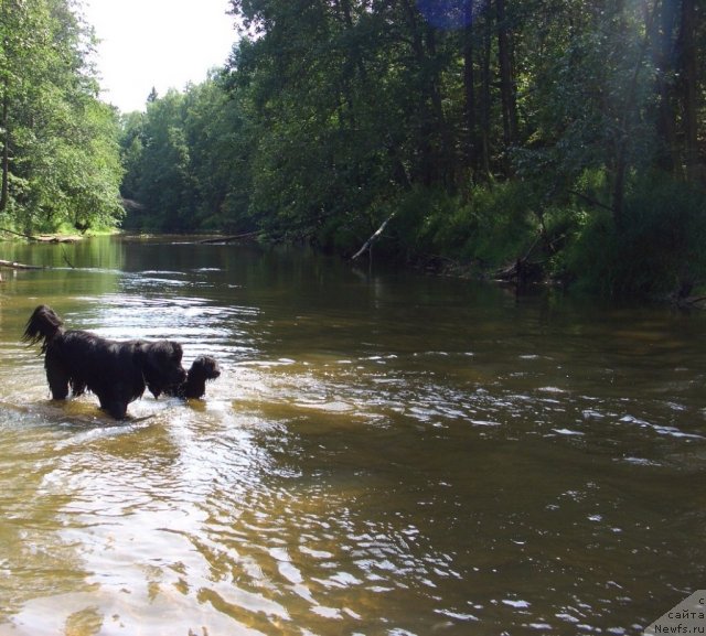 Фото: ньюфаундленд Baryishnya (Барышня)