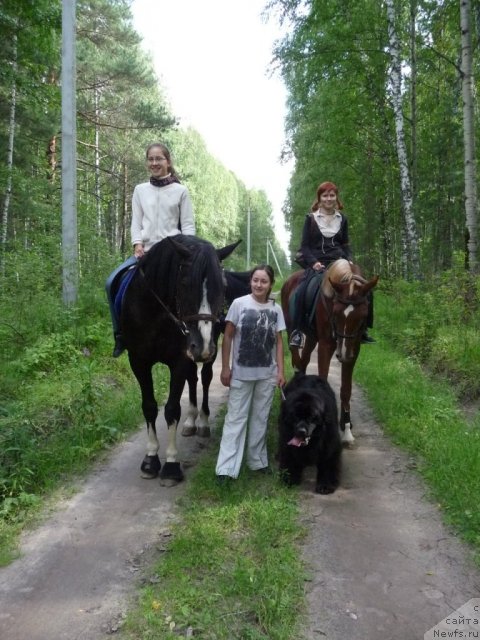Фото: ньюфаундленд Rafayella Brillians CHernaya Jemchujina (Рафаэлла Бриллианс Черная Жемчужина), Dinara Tubaeva (Динара Тубаева)