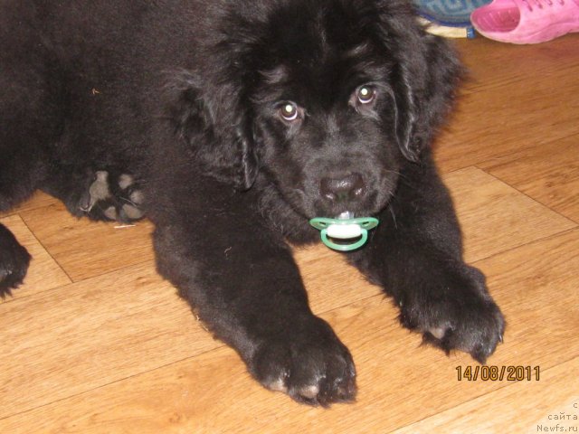 Фото: ньюфаундленд Sent Djons CHelenjer (Сент Джонс Челенжер)