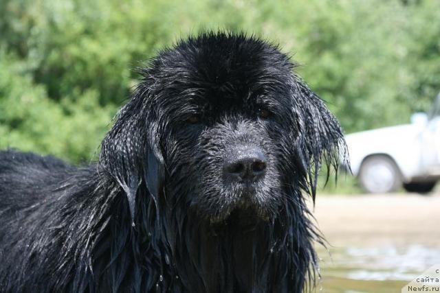 Фото: ньюфаундленд YUdashkin s Berega Dona (Юдашкин с Берега Дона)