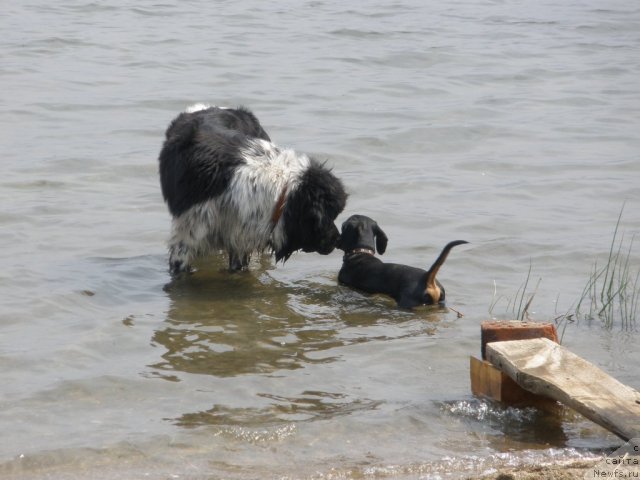 Фото: ньюфаундленд Akvian Song Zest Beautiful (Аквиан Сонг Зест Бьютифул)