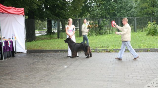 Фото: ньюфаундленд Sent Djons Handsel for Me (Сент Джонс Хендсел фо Ми)