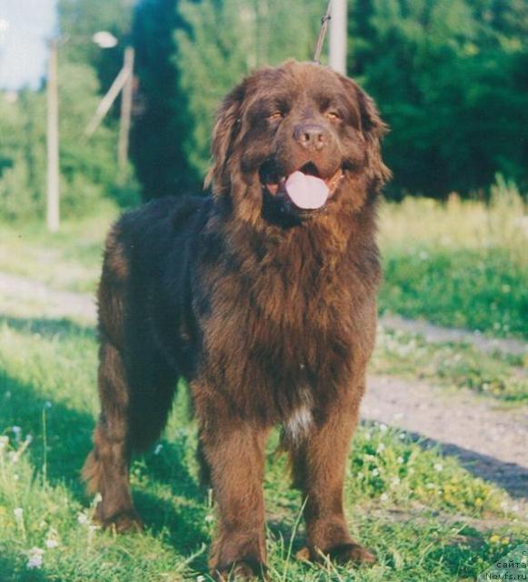 Фото: ньюфаундленд Johnie Walker King of Helluland (Johnie Walker King of Helluland)