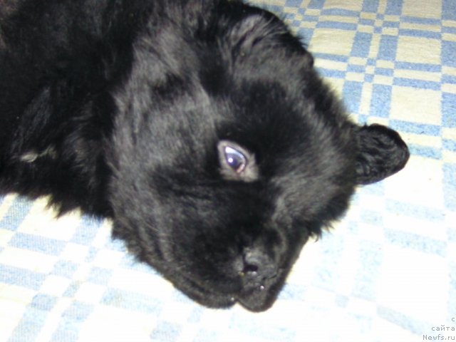 Фото: ньюфаундленд Nessi Blyek s  Lesnoy Zaimki (Несси Блэк с  Лесной Заимки)