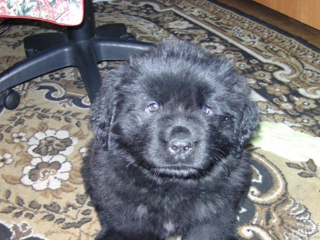 Фото: ньюфаундленд Nessi Blyek s  Lesnoy Zaimki (Несси Блэк с  Лесной Заимки)