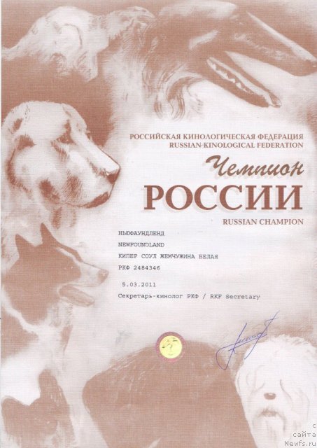Фото: ньюфаундленд Kiper Soul Jemchujina Belaya (Кипер Соул Жемчужина Белая)