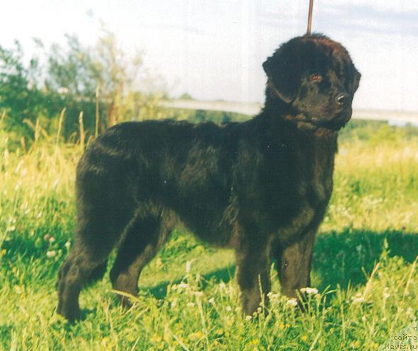 Фото: ньюфаундленд Klassika iz Bol'shoy Medvedicyi (Классика из Большой Медведицы)