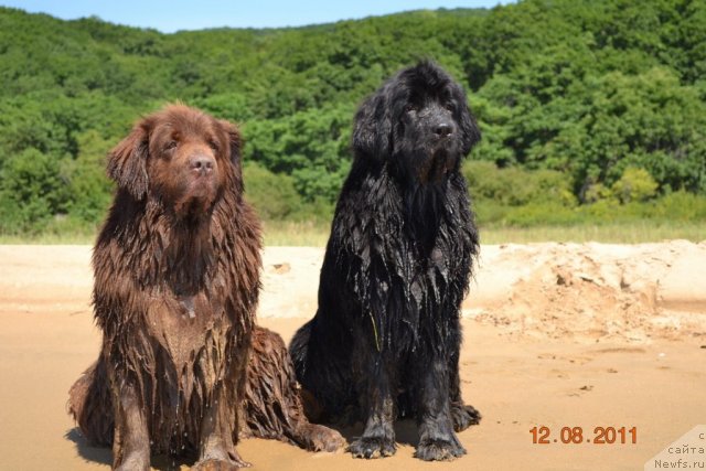 Фото: ньюфаундленд Arkadiya Vivat Arbona (Аркадия Виват Арбона), ньюфаундленд I'm Little Princess Midnight Bear