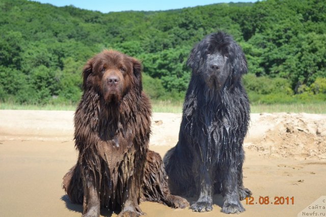 Фото: ньюфаундленд Arkadiya Vivat Arbona (Аркадия Виват Арбона), ньюфаундленд I'm Little Princess Midnight Bear