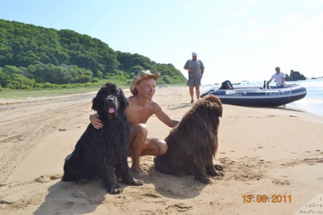 Фото: ньюфаундленд I'm Little Princess Midnight Bear, ньюфаундленд Arkadiya Vivat Arbona (Аркадия Виват Арбона)