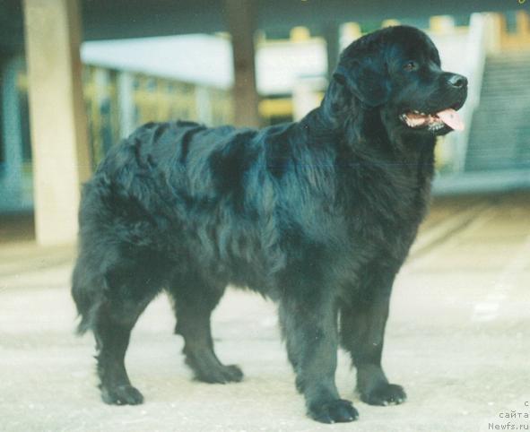 Фото: ньюфаундленд Val'sana SHik iz Bol'shoy Medvedicyi (Вальсана Шик из Большой Медведицы)