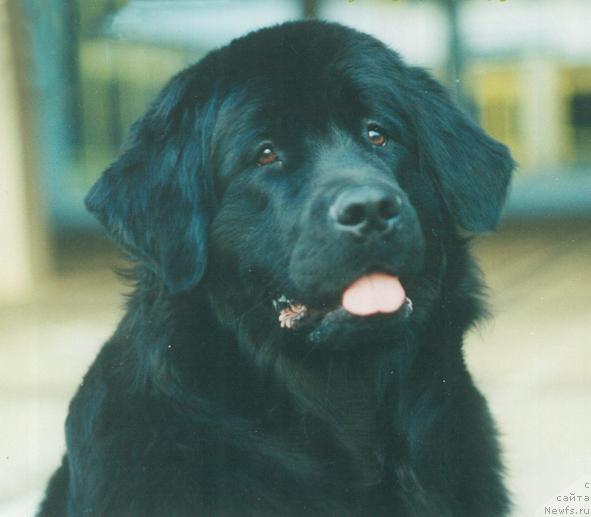 Фото: ньюфаундленд Val'sana SHik iz Bol'shoy Medvedicyi (Вальсана Шик из Большой Медведицы)