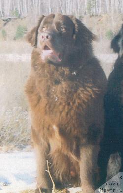 Фото: ньюфаундленд Bryus Braun (Брюс Браун)