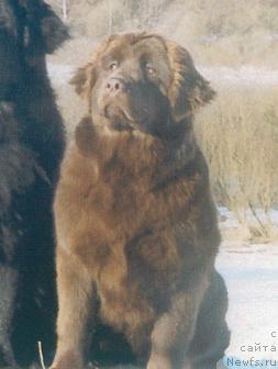 Фото: ньюфаундленд Magiya Vint Iris (Магия Винт Ирис)