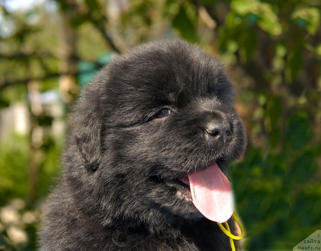 Фото: ньюфаундленд Sent Djons SHarlotta (Сент Джонс Шарлотта)