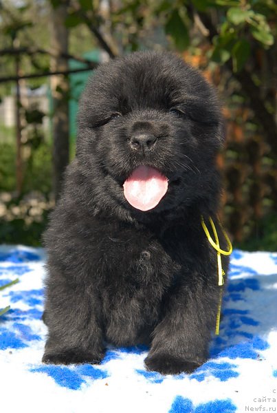 Фото: ньюфаундленд Sent Djons SHarlotta (Сент Джонс Шарлотта)