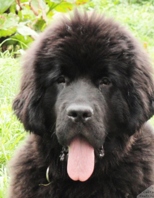 Фото: ньюфаундленд Beguschaya po Volnam Dancing Queen (Бегущая по Волнам Дансинг Квин)