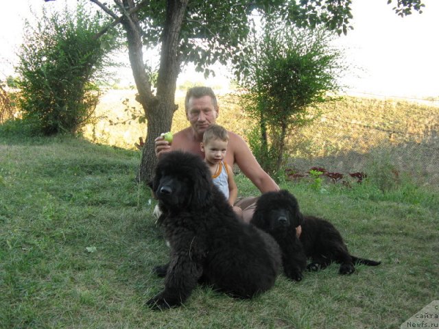 Фото: ньюфаундленд Plushevaya Panda Uilfred (Плюшевая Панда Уилфред)