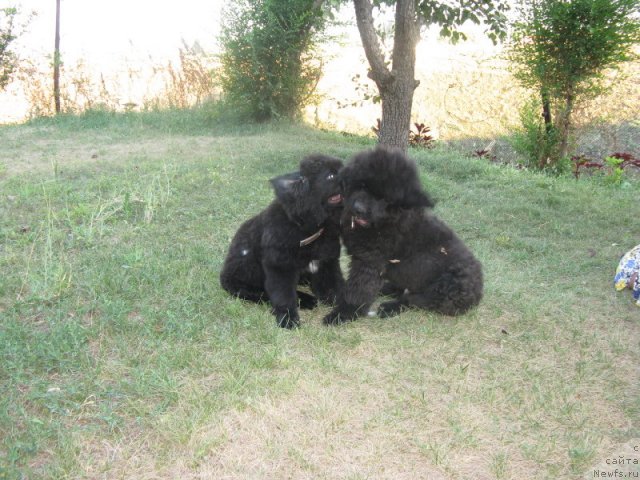 Фото: ньюфаундленд Plushevaya Panda Uilfred (Плюшевая Панда Уилфред)