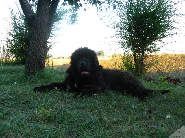 Фото: ньюфаундленд Plushevaya Panda Uilfred (Плюшевая Панда Уилфред)