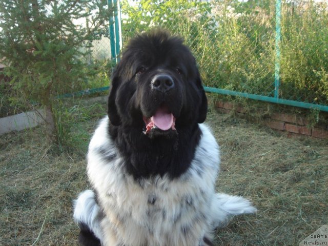 Фотография № 75187