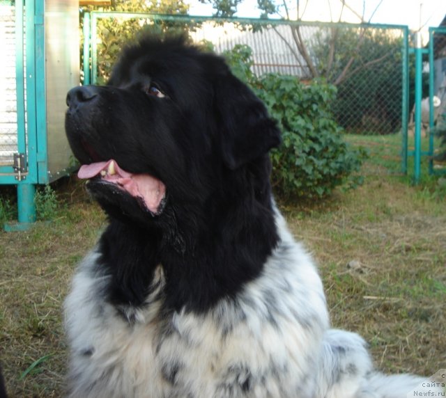 Фотография № 75188