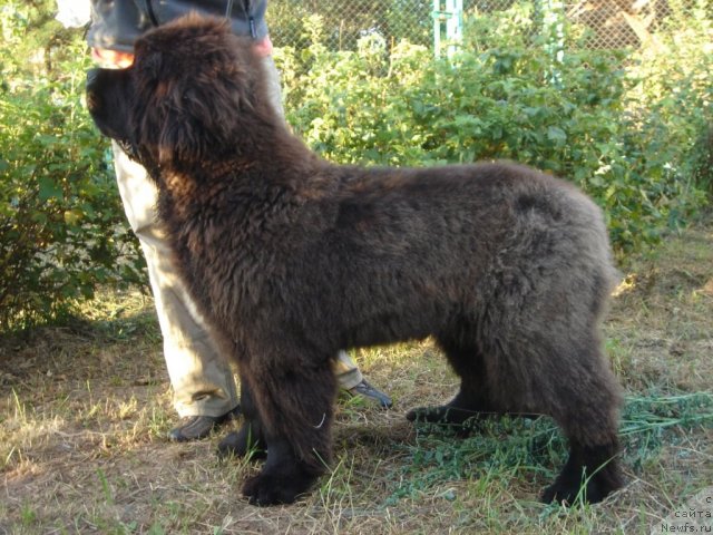 Фото: ньюфаундленд Olivriko Avrora (Оливрико Аврора)