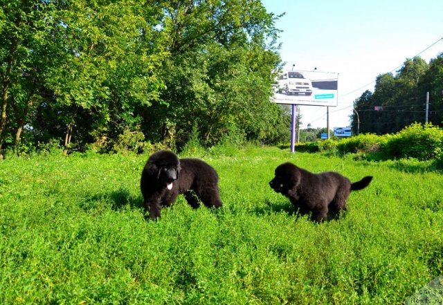 Фото: ньюфаундленд Stanly Almas-Alana