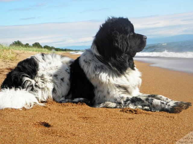 Фотография № 75203