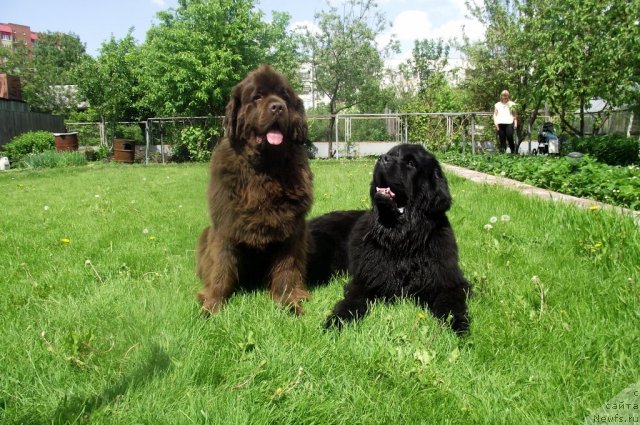 Фото: ньюфаундленд Koketka ot CHannel iz Medvej'ego YAra (Кокетка от Чаннел из Медвежьего Яра), ньюфаундленд Skippers Ultimate Object