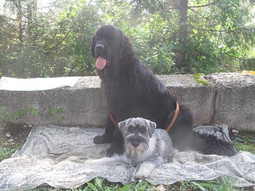 Фото: ньюфаундленд Akvatoriya Kelvin Oushen Drim (Акватория Келвин Оушен Дрим)