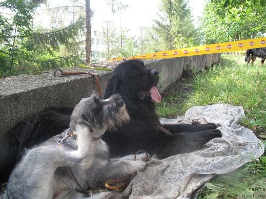 Фото: ньюфаундленд Akvatoriya Kelvin Oushen Drim (Акватория Келвин Оушен Дрим)