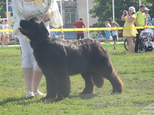 Фото: ньюфаундленд Akvatoriya Kelvin Oushen Drim (Акватория Келвин Оушен Дрим)