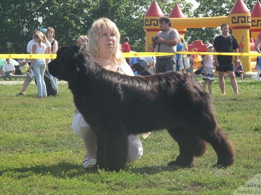 Фото: ньюфаундленд Akvatoriya Kelvin Oushen Drim (Акватория Келвин Оушен Дрим)