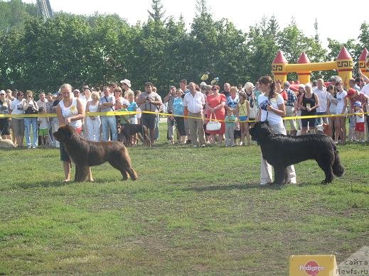 Фото: ньюфаундленд Milord (Милорд), ньюфаундленд Povelitel' Velikih Ozer (Повелитель Великих Озер)