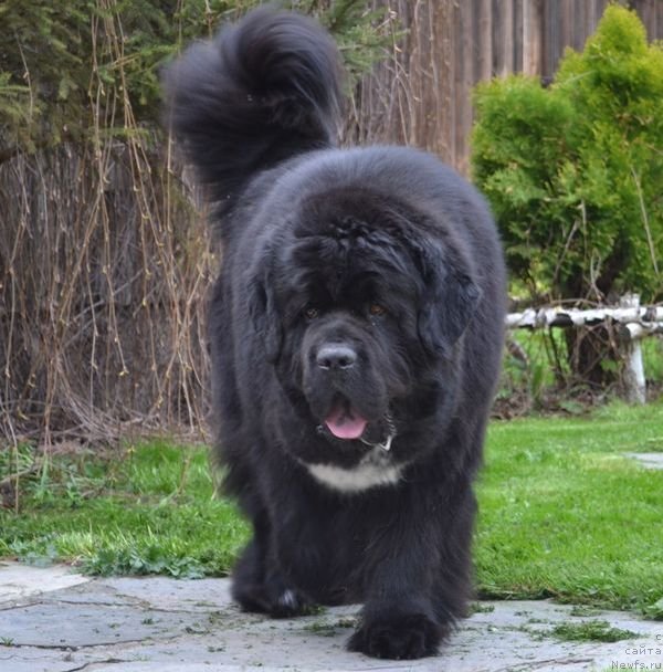 Фото: ньюфаундленд La Paz Duet Wichrowe Laki