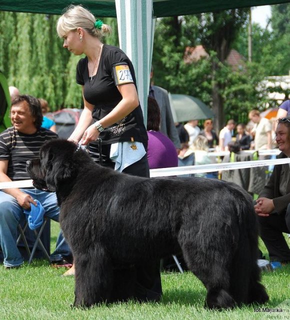 Фото: ньюфаундленд La Paz Duet Wichrowe Laki