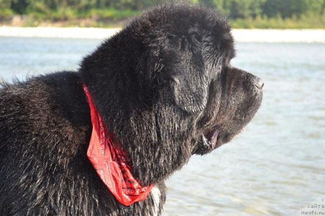 Фото: ньюфаундленд La Paz Duet Wichrowe Laki